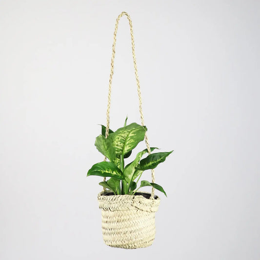 Acadia Straw Plant Hanger