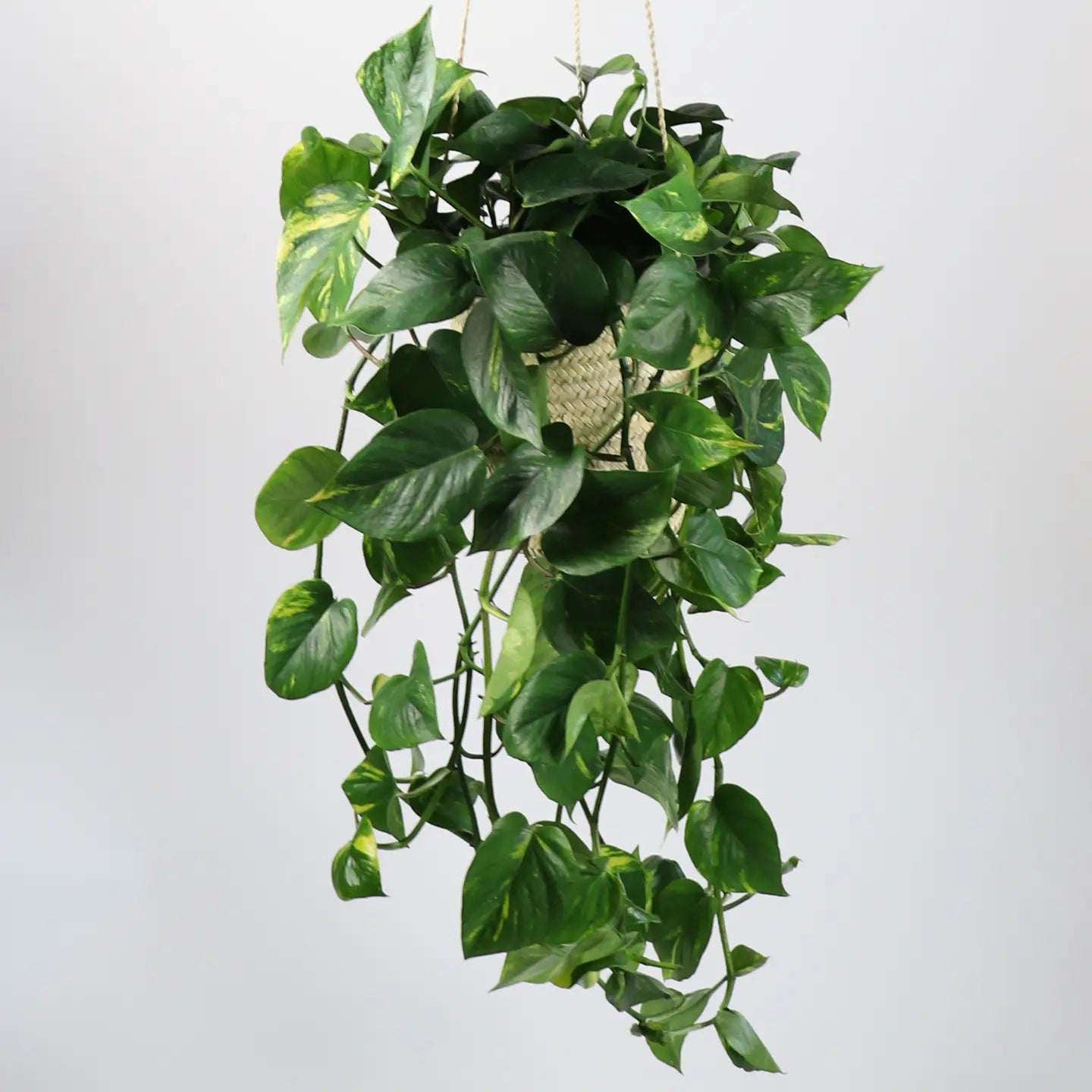Sequoia Straw Plant Hanger